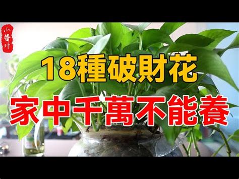 萬年青放門口|萬年青放玄關擋煞！屋內必備4招財植物 金錢樹讓你每。